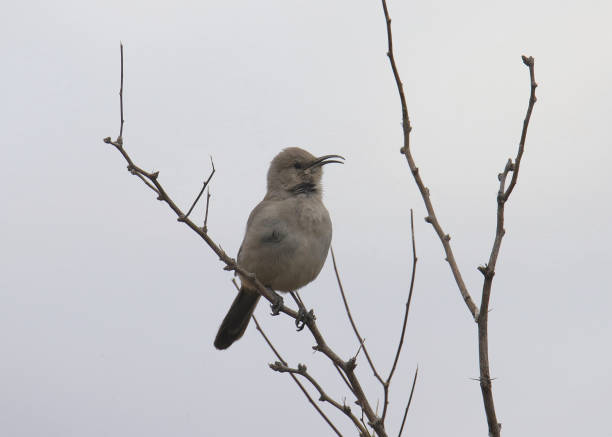 istock Leconte's Thrasher (toxostoma lecontei) perched in a leafless bush with it's beak slightly open 1471227426