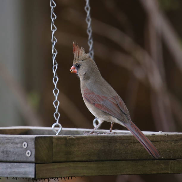 istock Northern Cardinal (female) (cardinalis cardinalis) perched on a hanging bird feeder tray 1471227451