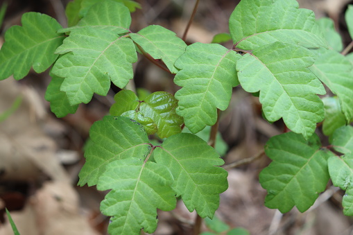 Although their emerging late winter leaves exude potentially toxic urushiol, Pacific Poison Oak, Toxicodendron Diversilobum, is a beautiful and important part of native ecology in the Santa Monica Mountains.