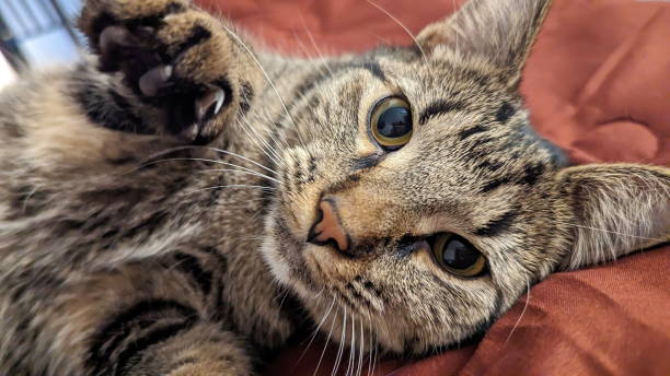 istock Close up of a grey Tabby cat 1471229416