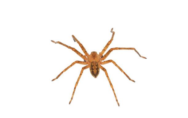 istock Huntsman spider isolated on white background, Olios argelasius 1471229650