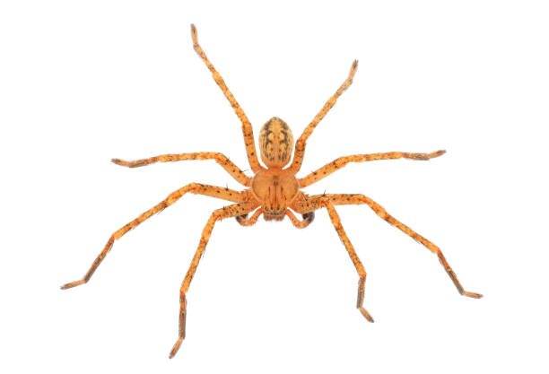 istock Huntsman spider isolated on white background, Olios argelasius 1471229684
