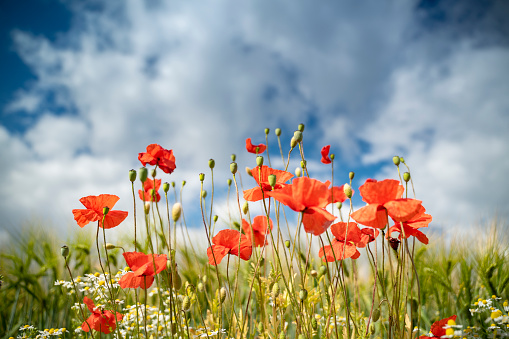Spring meadow with red poppies.
