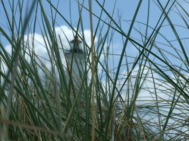 Beautiful Baltic Sea beach with rolling dunes and grassy coastline. The serene landscape is complemented by a vivid blue sky and gentle waves creating a tranquil coastal scene.