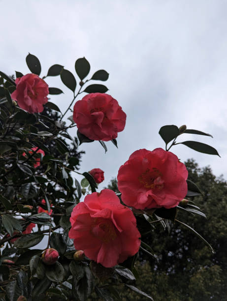 istock Camellia flower with rain drops 1471231057
