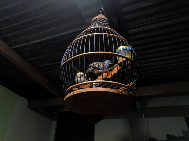 istock a gray bird in a cage placed inside the house at night 1471232595
