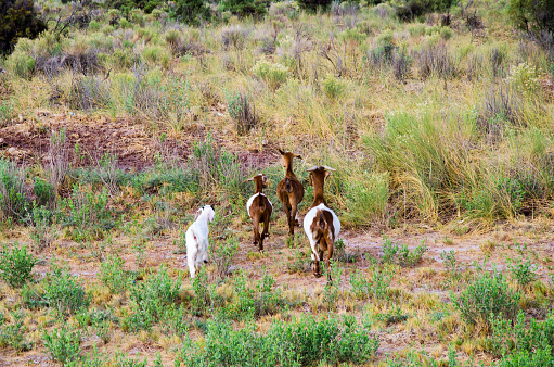 Four goats going away from the camera. They're probably camera-shy.
