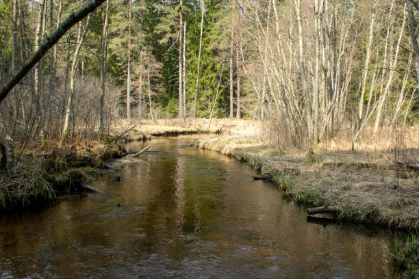 istock spring landscape with a small wild river, bare trees, reflections in the water, dry grass on the river banks, Stikupe, Vaidava, Latvia 1471233946