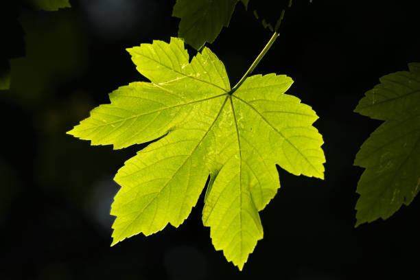 Sycamore leaves back lit in a forest setting.