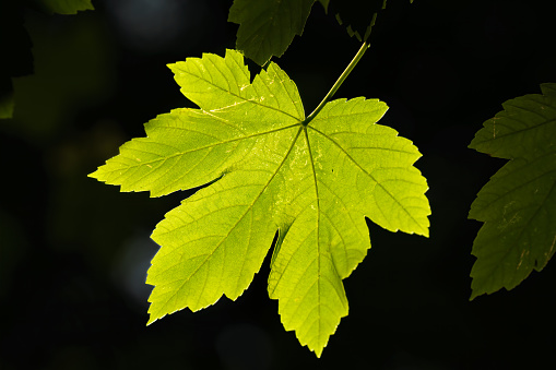 Low Angle View Of Leaves On Tree In Forest