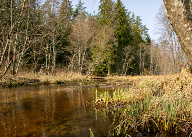 istock spring landscape with a small wild river, bare trees, reflections in the water, dry grass on the river banks, Stikupe, Vaidava, Latvia 1471235604