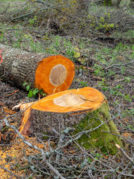 istock old large log, big restricted tree was cutting by human in the pass in park 1471235634