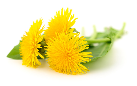 Three dandelions with leaves isolated on white background.