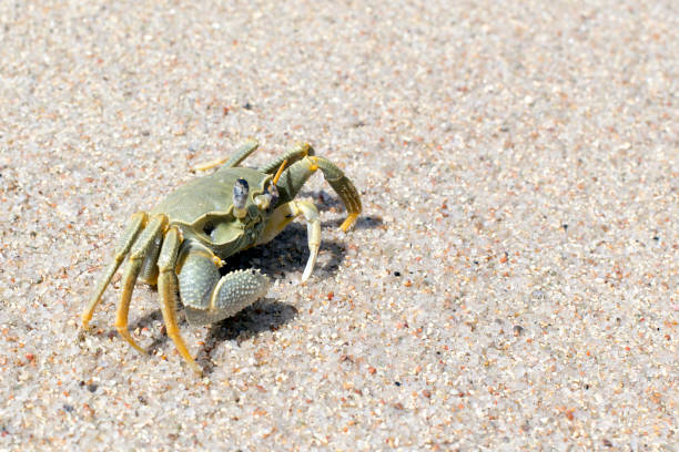 istock View of a  horned ghost crab 1471238107