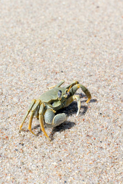 istock View of a  horned ghost crab 1471238114