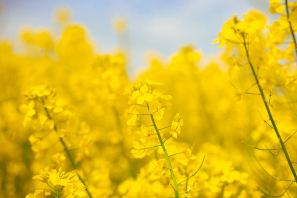 istock Yellow rapeseed flowers against the sky, soft focus, close-up. Blooming fields in spring 1471242607