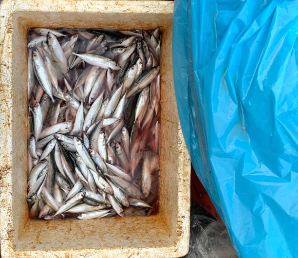 istock Sea fish storage boxes in traditional markets 1471242748