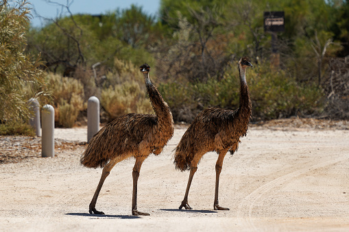 Greater rhea (Rhea americana) or nandu is a ostrich like flightless bird living in Southamerican pampas. Torres del Paine national park, Chile