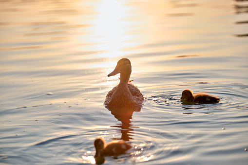 Wild duck family of mother bird and her chicks swimming on lake water at bright sunset. Birdwatching concept.
