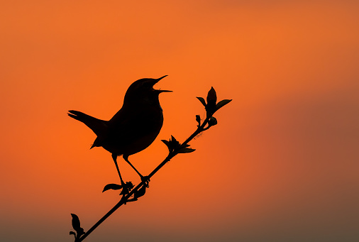 Singing male bluethroat (Luscinia svecica) in front of the setting sun.