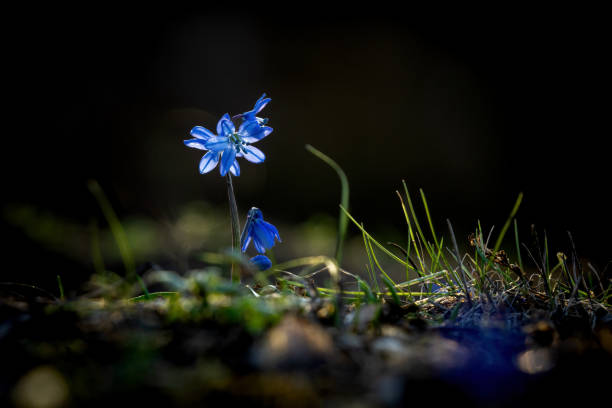 Close shot of Scilla bifolia, the alpine squill or two-leaf squill in a forest.