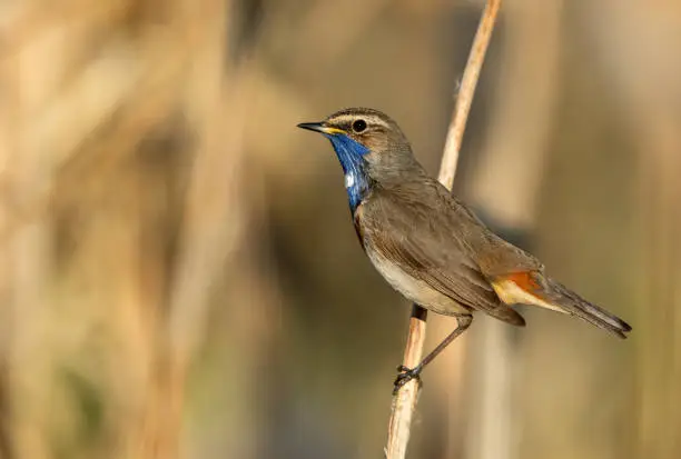 Male bluethroat (Luscinia svecica) perching on reed