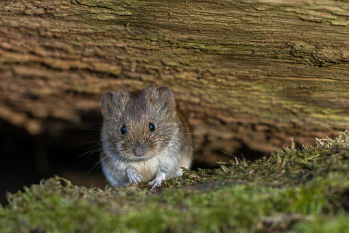 Cute bank vole (Myodes glareolus) sitting in front of a tree stump.