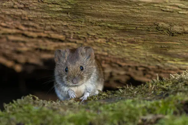 Cute bank vole (Myodes glareolus) sitting in front of a tree stump.