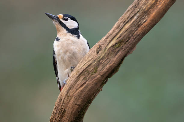 istock Great spotted woodpecker bird Dendrocopos major perched on tree 1471245676