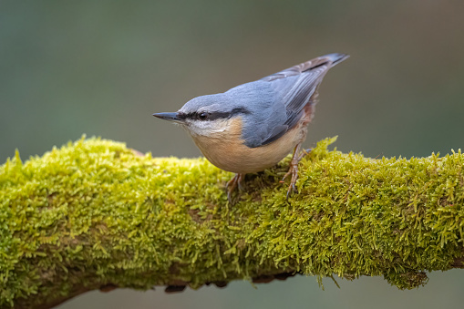 Eurasian nuthatch bird Sitta europaea perched on tree trunk covered in moss