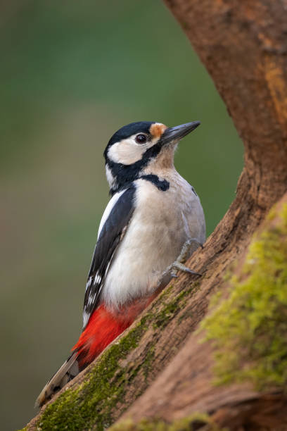 istock Great spotted woodpecker bird Dendrocopos major 1471245686