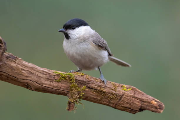 istock Marsh tit bird Poecile palustris perched on tree branch 1471245688