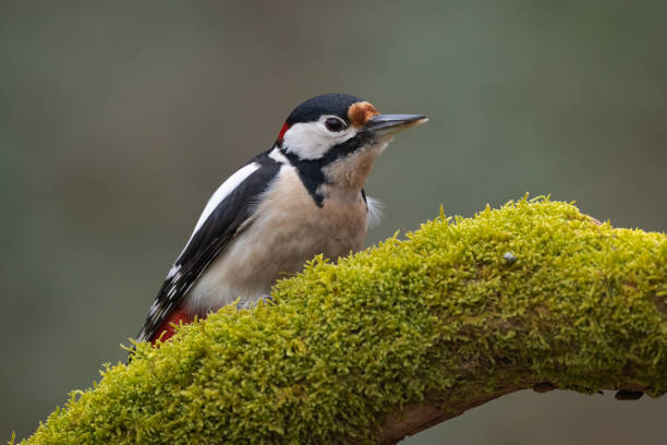 istock Great spotted woodpecker bird Dendrocopos major 1471245715