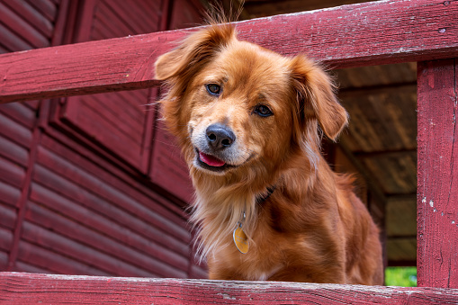 Portrait of mixed breed dog looking at the camera with a big smile. Dog sits on terrace.
