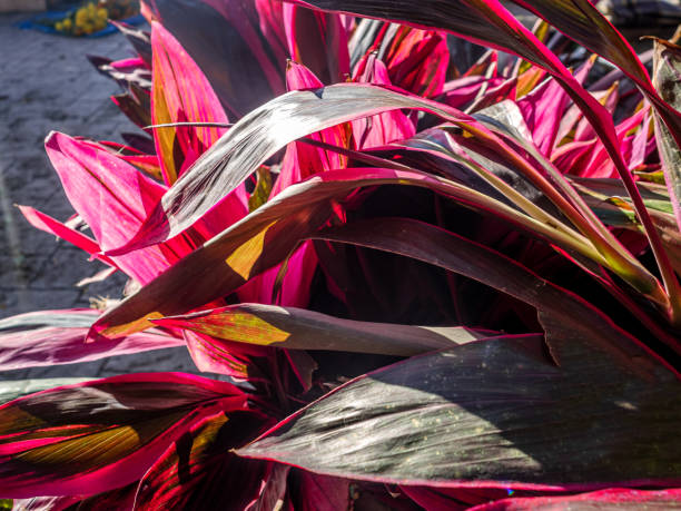 istock Pink flower in the bright sun 1471246100