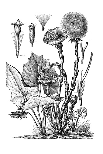 Tussilago farfara, commonly known as coltsfoot