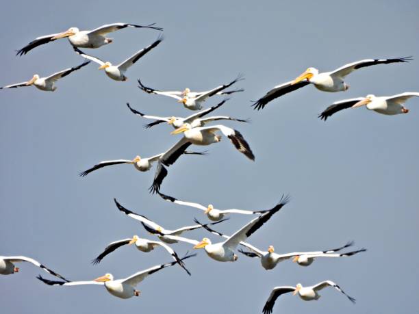 istock American White Pelicans (Pelecanus erythrorhynchos) in-flight 1471247944
