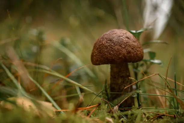 Brown-cap boletus, aspen mushroom in the green grass in the forest. Edible tasty mushroom. Close-up