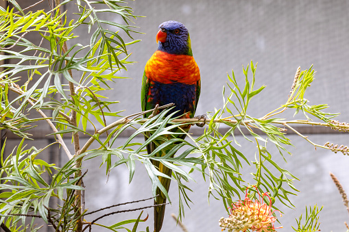 Beautiful colourful Rainbow Lorikeet sitting on Grevillea bush, background with copy space, full frame horizontal composition
