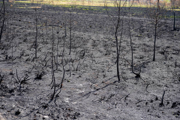 istock Close up of burnt ground after a wildfire 1471253898