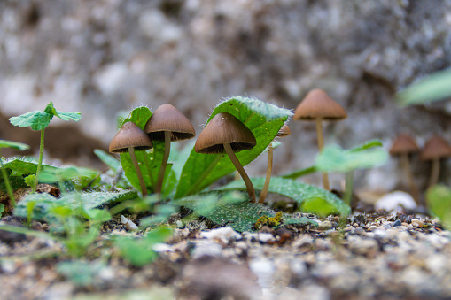 A close-up view of Psathyrella conopilus mushrooms in the forest floor, resembling parasols, with textured stems and delicate gills, set against a blurred green background