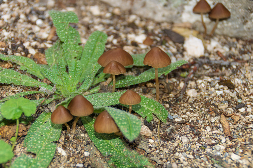 A group of Psathyrella conopilus mushrooms thrive on the earth, while a vibrant green plant with star-shaped leaves provides a striking backdrop