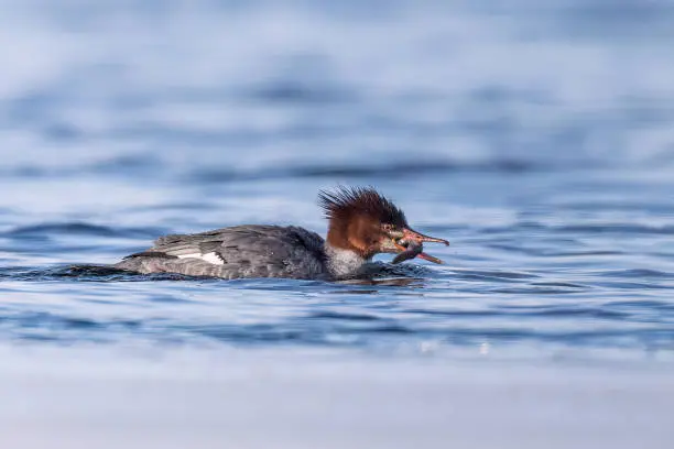 a female Common Merganser eating fish on the Richelieu River