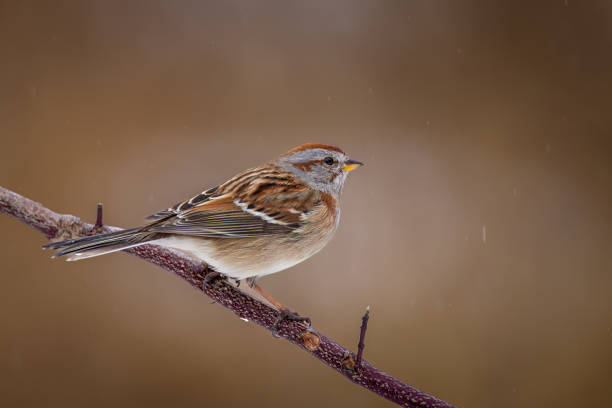 istock an American Tree Sparrow perched on a branch seen from the back 1471256672