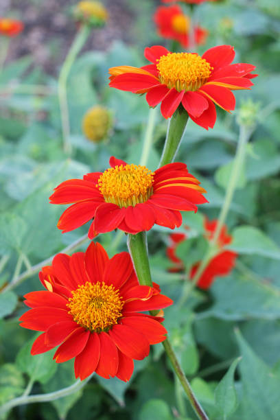 istock Red Cosmos flowers 1471256835