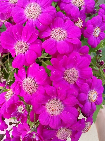 A beautiful flower known as Florists' Cineraria in a graceful pink bouquet