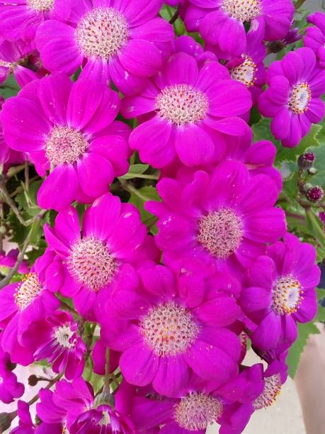 Flowers A beautiful flower known as Florists' Cineraria in a graceful pink bouquet cineraria stock pictures, royalty-free photos & images