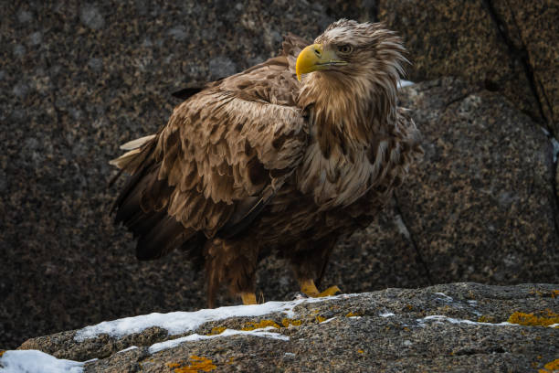 ホワイトの海鷲 - white tailed eagle sea eagle eagle sea ストックフォトと画像