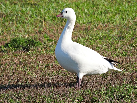 Ross's Goose - profile, rarity for the area