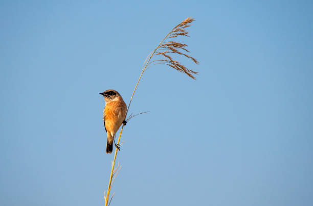 istock a stone chat bird on the reed branch 1471260437